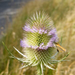 Telweise wilde Karde, auf der ein Falter Nektar aufnimmt.