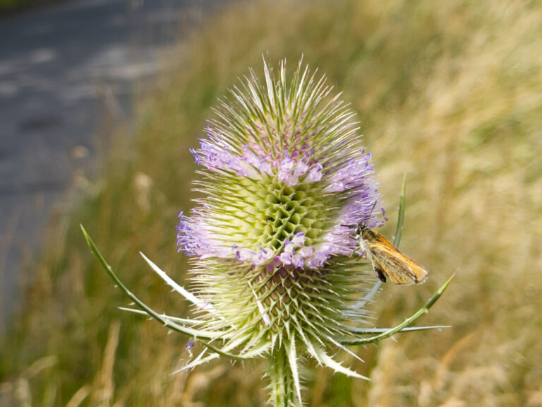 Naturnahes Gärtnern